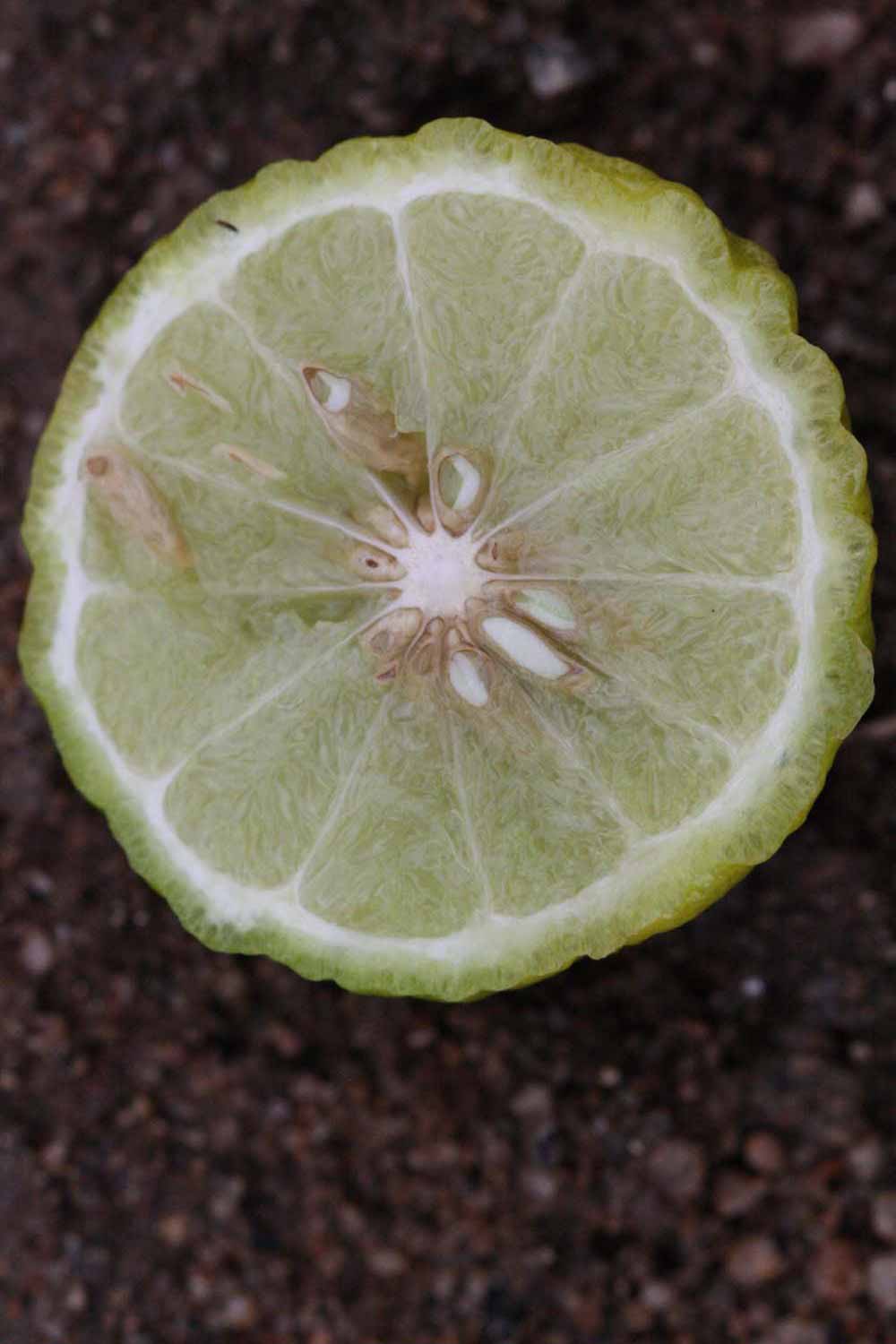              Fruit cross-section (Riverside, CA)       